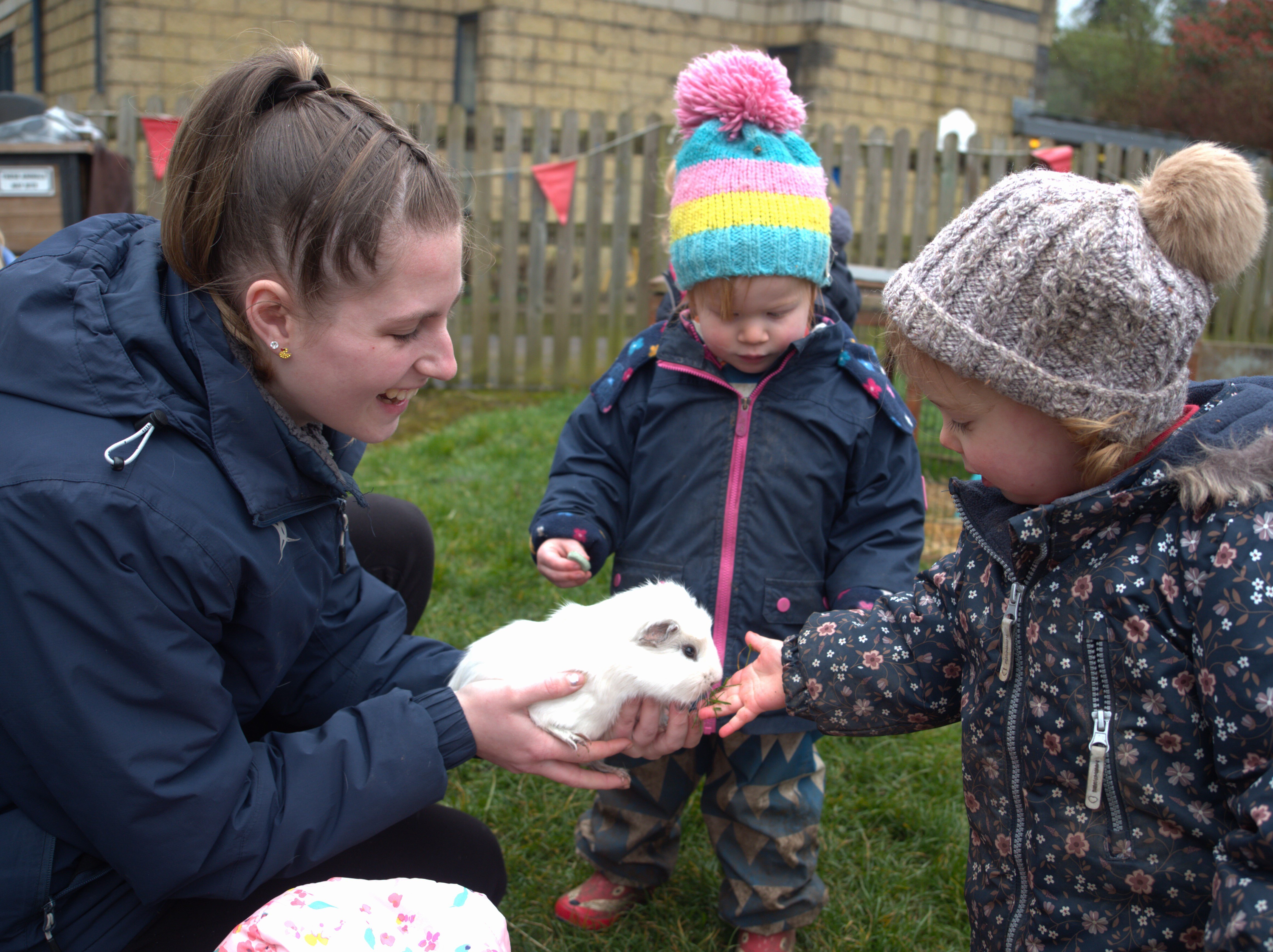 Nursery Guinea Pig